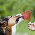 Eisform für Hunde